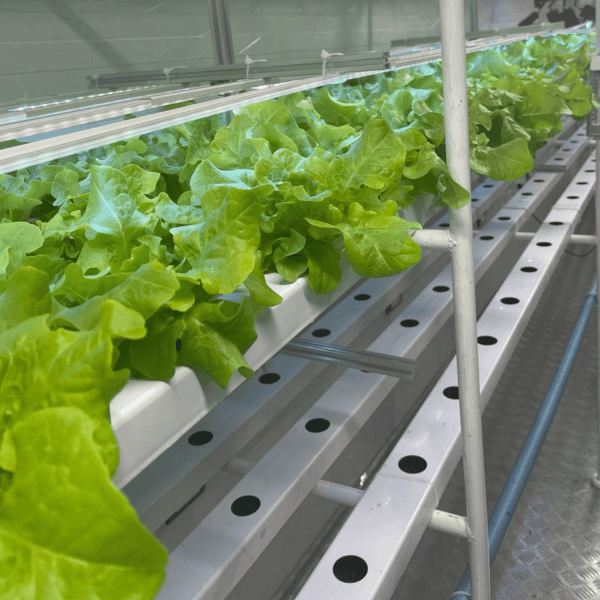 Agricultura vertical: Pensando los cultivos del futuro