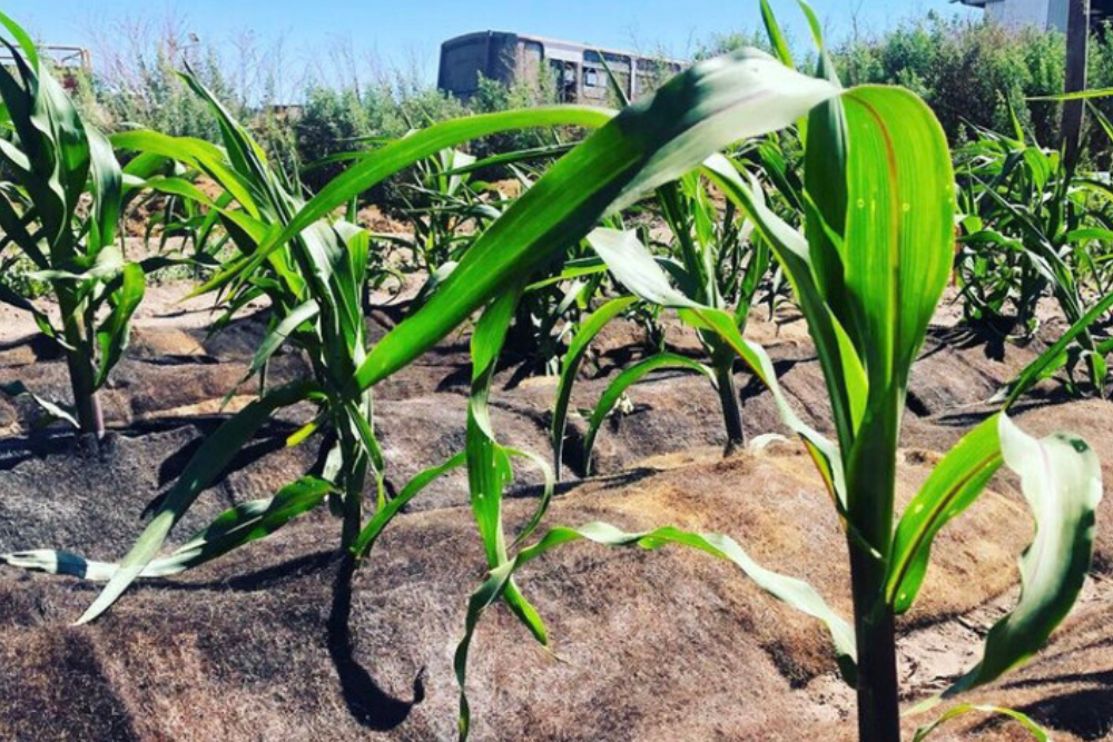 Agropelo un innovador producto para la eficiencia del riego agrícola
