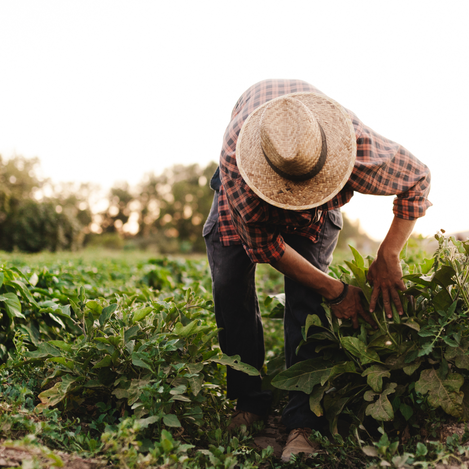 Al Invest Verde Frutícola: Impulsando a las Pymes agrícolas hacia la sostenibilidad