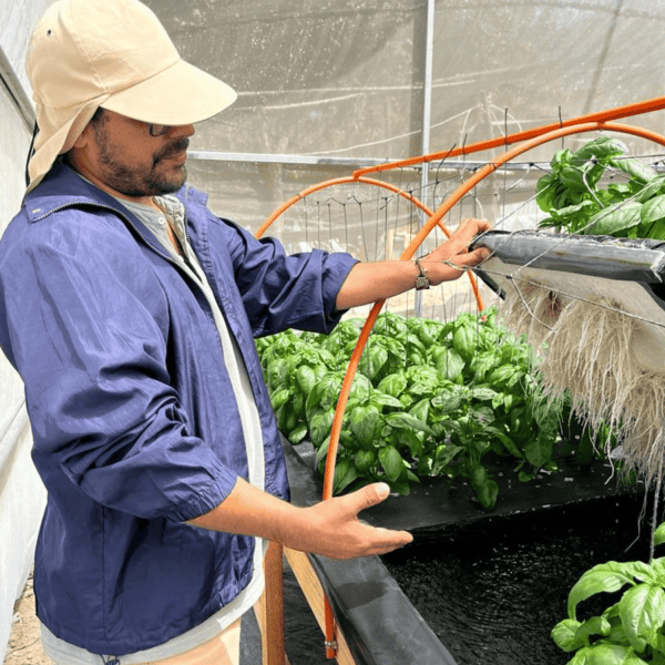 Albahaca: la solución para los pequeños agricultores de zonas rezagadas