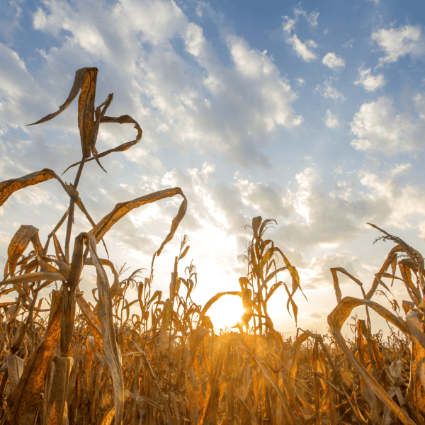 Cambio climático ¿Qué es y qué podemos hacer