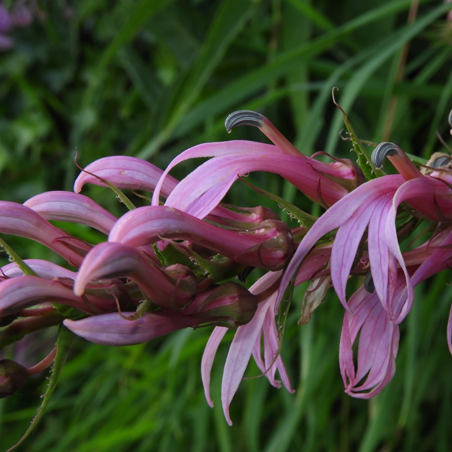 Congreso de Flora Nativa se realizará por primera vez en Valdivia