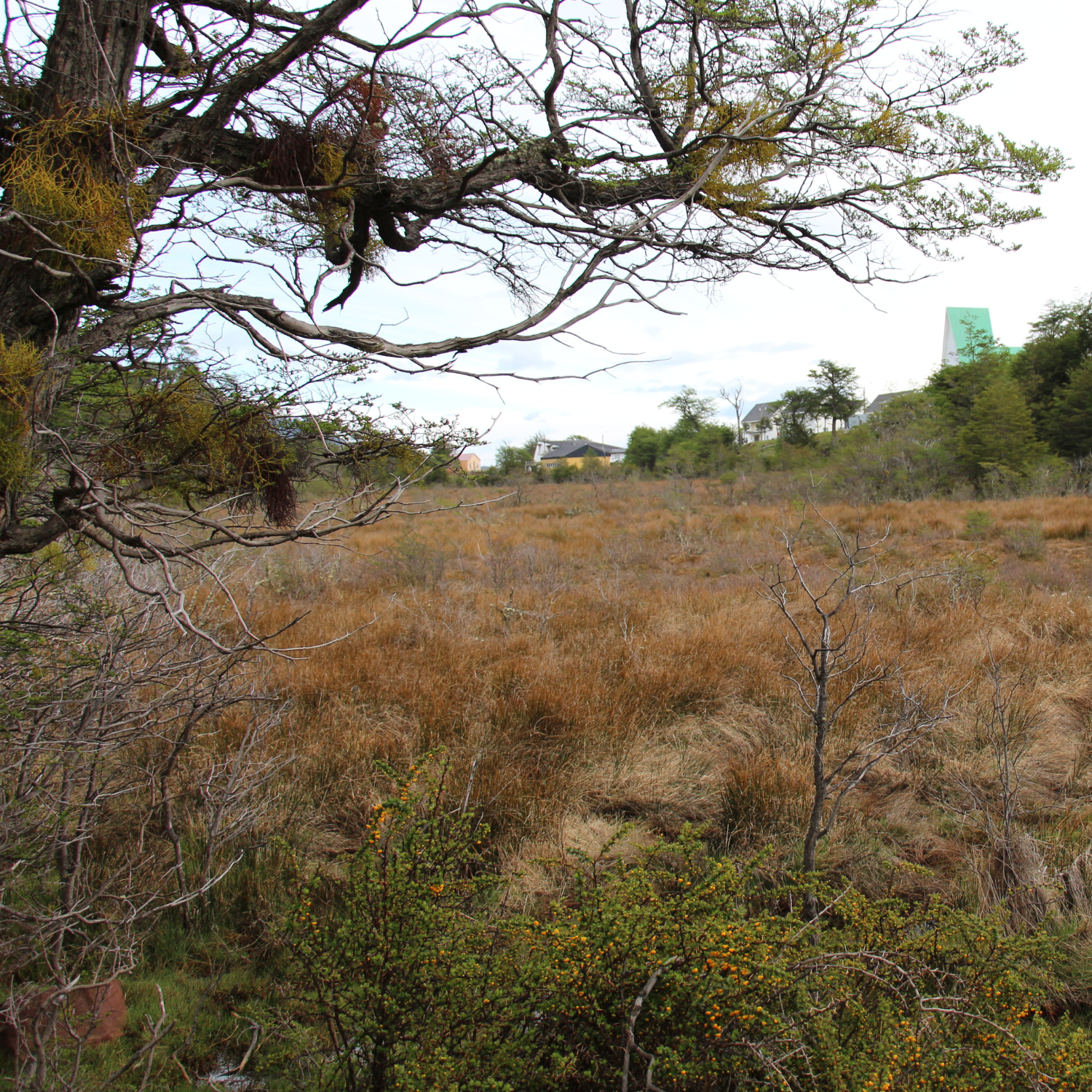 Congreso despacha proyecto de protección de turberas