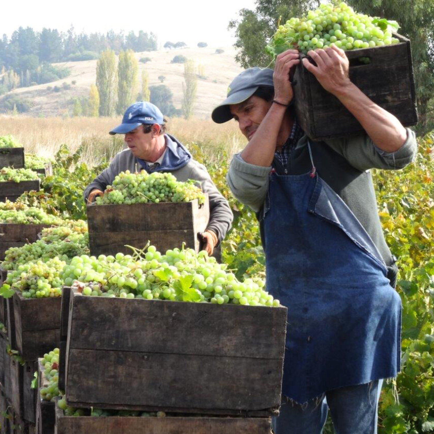 Programa UdeC explora mercados para exportar vinos de cooperativa de Quillón