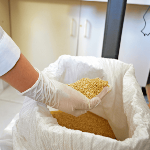 Desarrollan alimento en base a quinoa para peces de cultivo