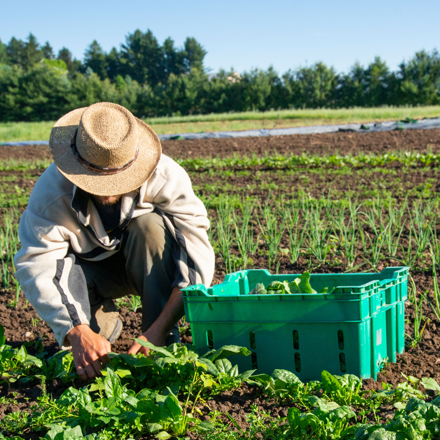 ¿Dónde se certifica un producto orgánico en Chile?