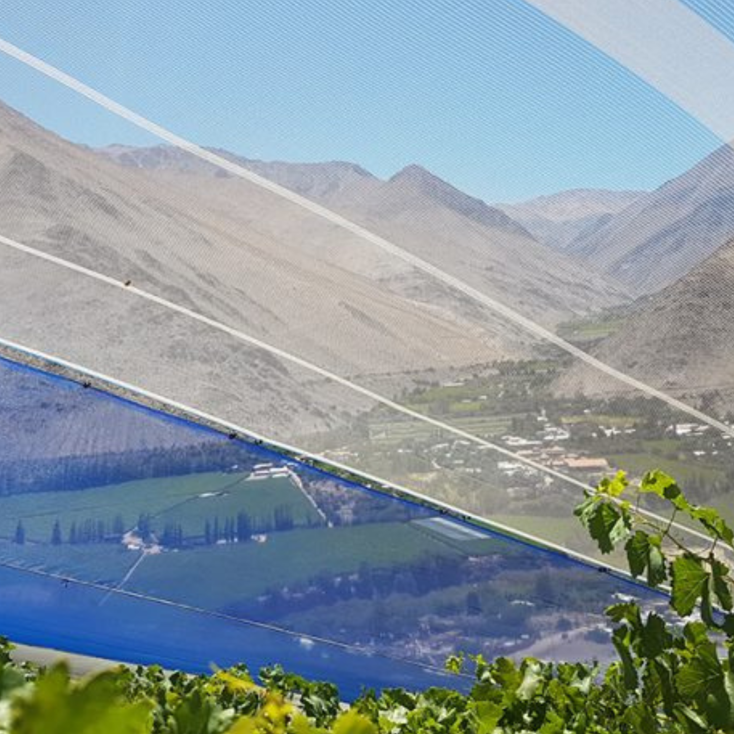 Estudio de INIA reveló ahorro de agua gracias a mallas en viñedos
