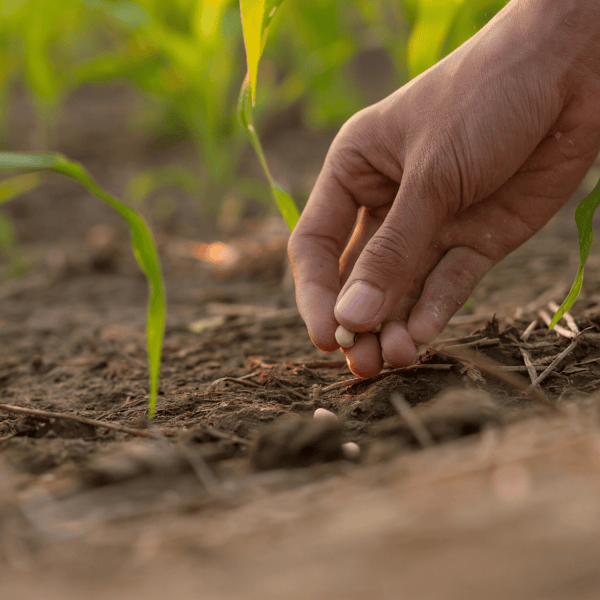 FAO lanza libro con oportunidades de inversión para bioinsumos agrícolas en América Latina