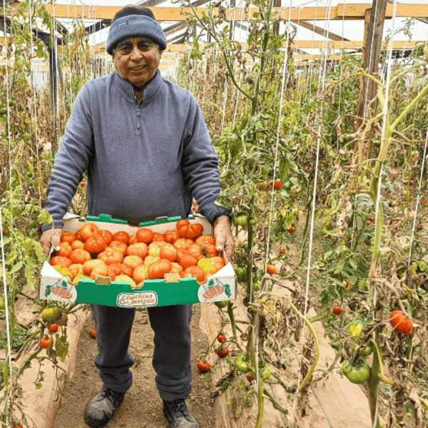 Este fin de semana regresa la Fiesta del Tomate de Limache