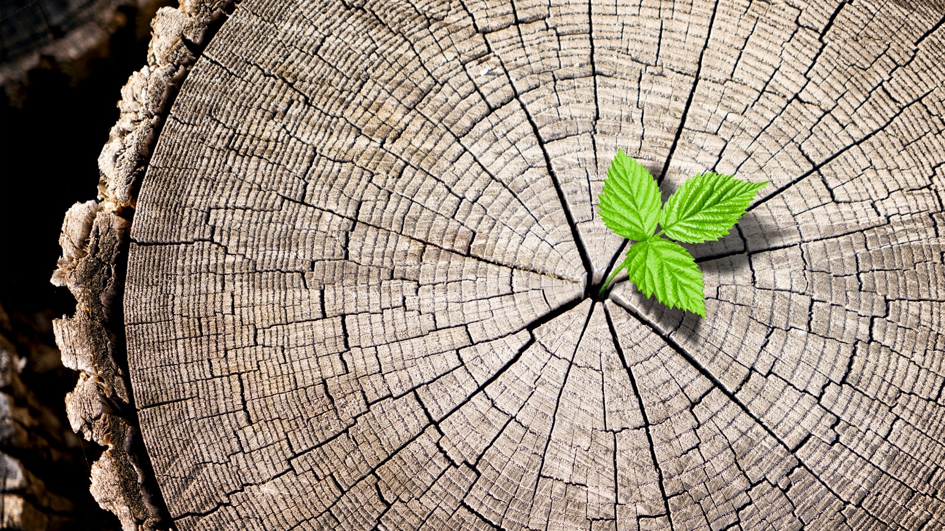 GC GreenNetwork (17)