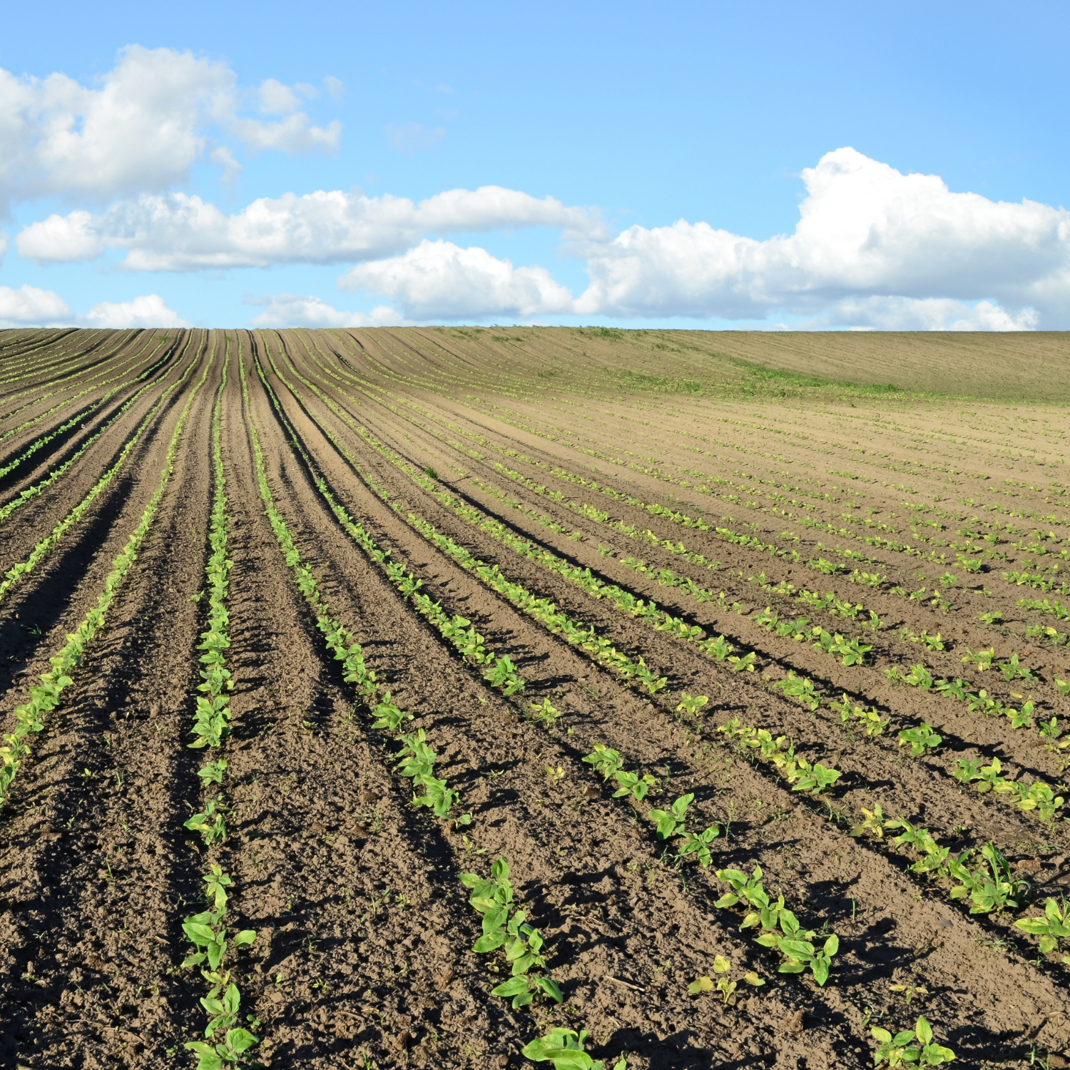 Green Atacama: “El futuro de la agricultura está en el desierto”