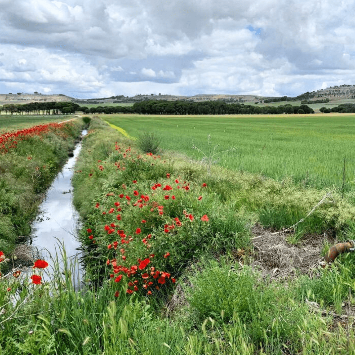 Hidrogeólogo español destacó siembra y cosecha de agua en la cuenca del Diguillín