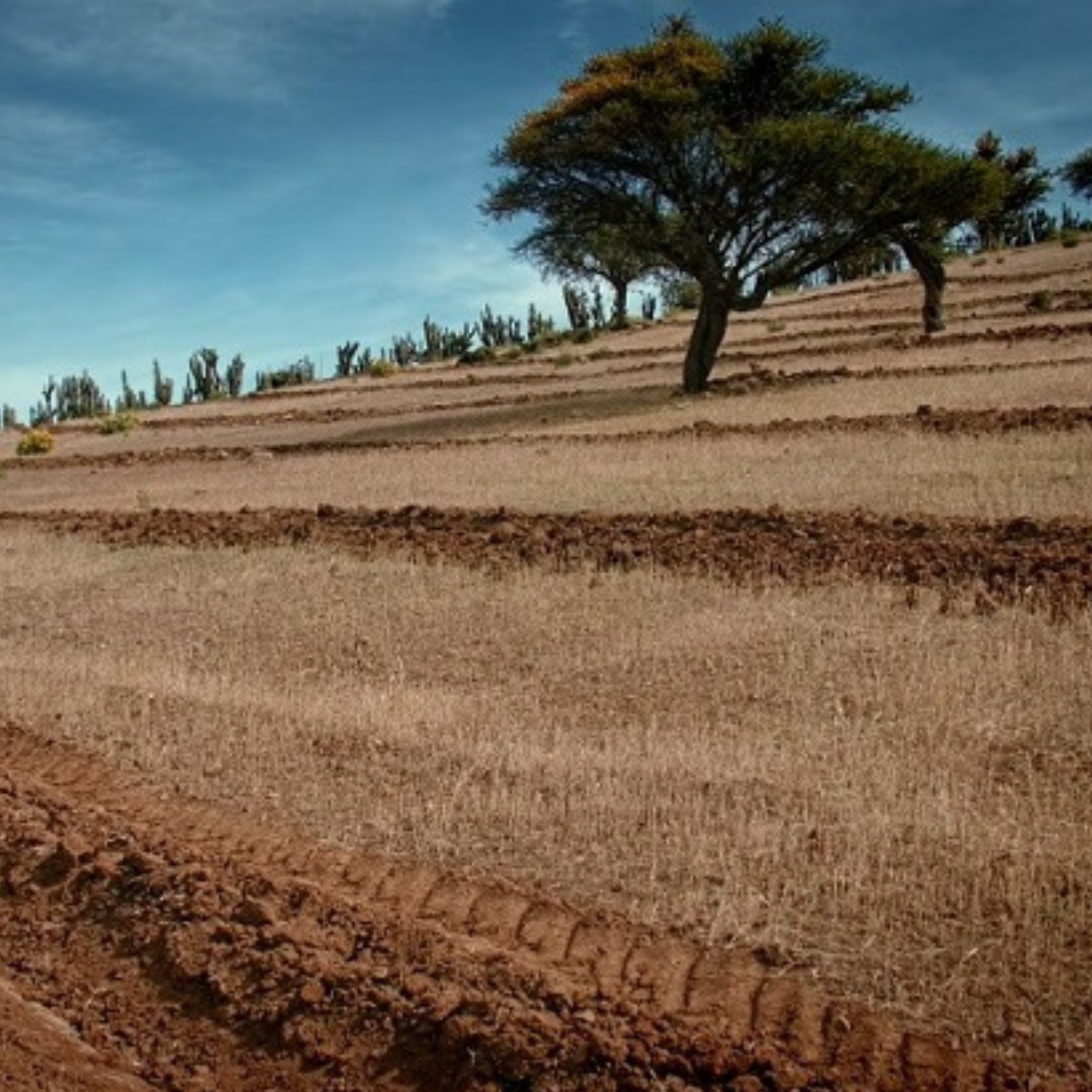 INDAP abrirá llamado a concurso para la recuperación o mantención de los suelos agropecuarios
