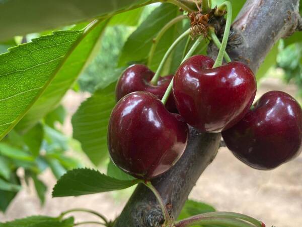 Lanzan curso de sostenibilidad para fruticultores