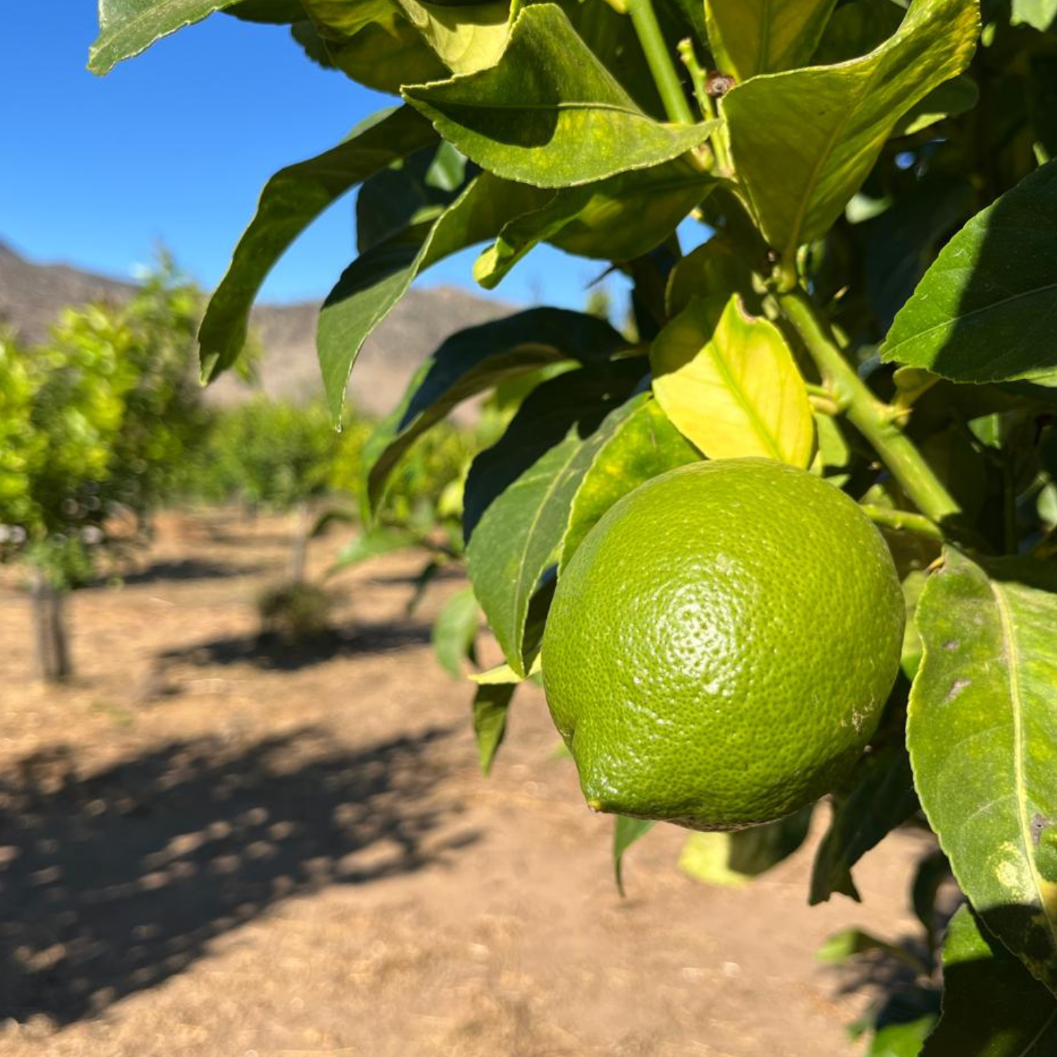 Huerto modelo de limoneros en Punitaqui es ejemplo de cultivo sostenible