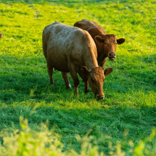 Nova Agro y Grassland Analysis Una alianza por la agricultura regenerativa