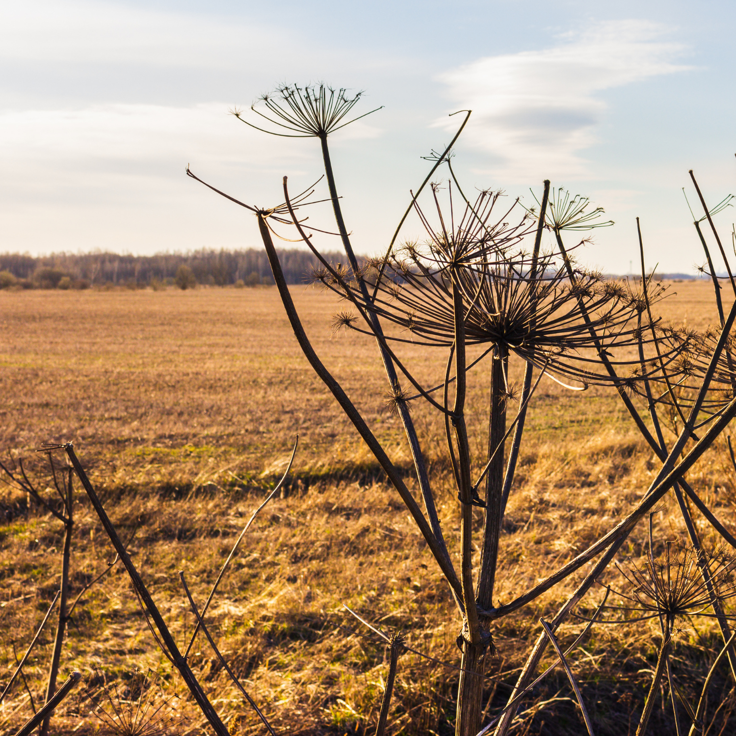 Fenómeno de La Niña y sus implicaciones para el otoño e invierno