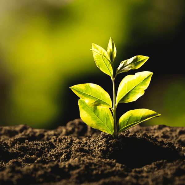 Post GreenNetwork – 2024-08-13T163634.538
