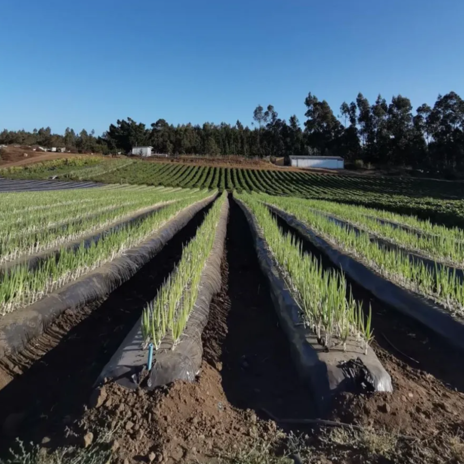 Presentan Programa para la Transformación Rural y Agroalimentaria