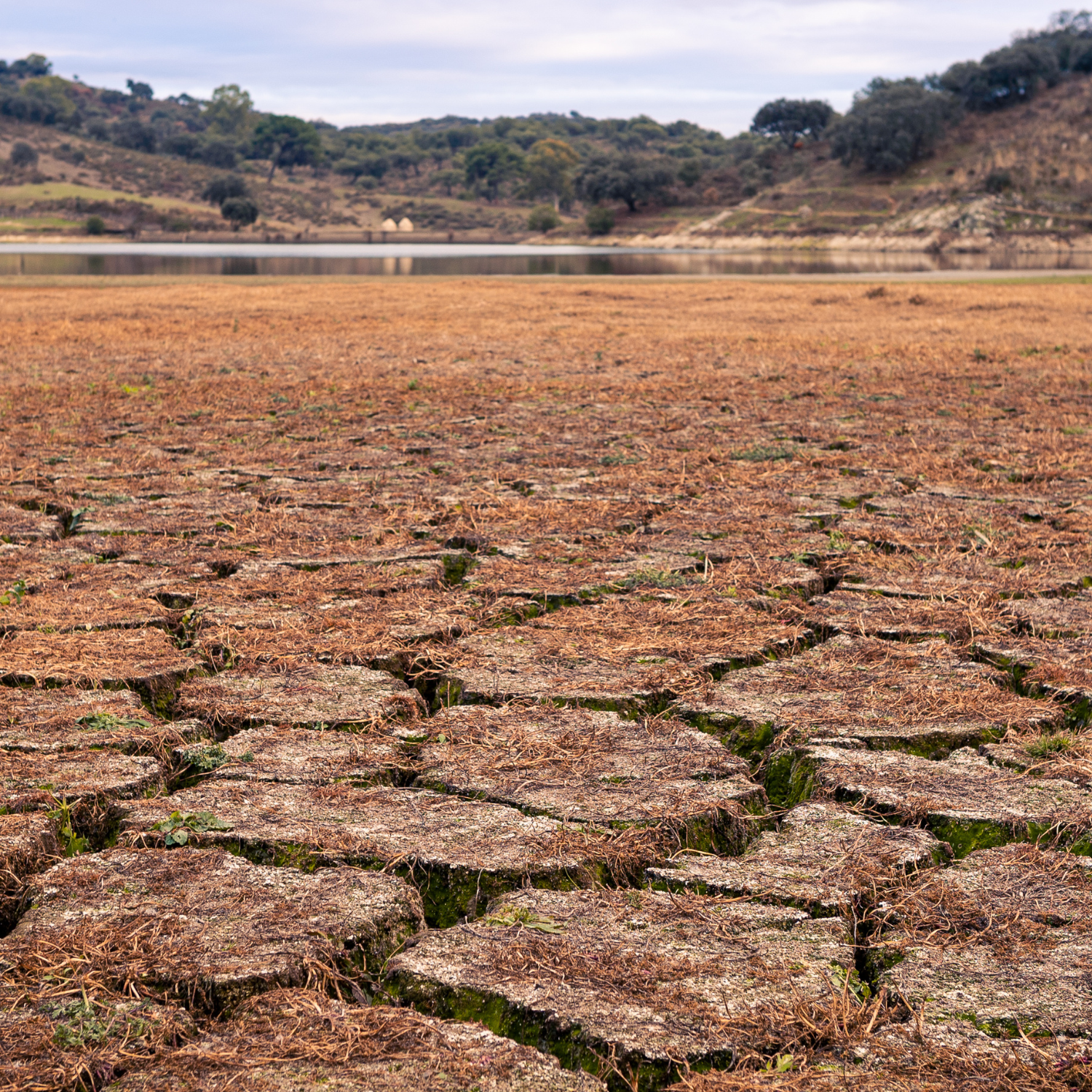 Programa Transforma Cambio Climático para empresas que buscan la sostenibilidad