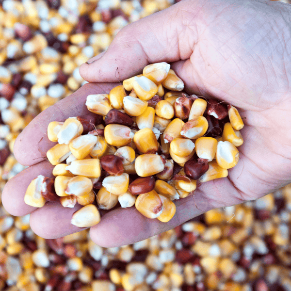 Semillas tradicionales una alternativa resiliente y nutritiva