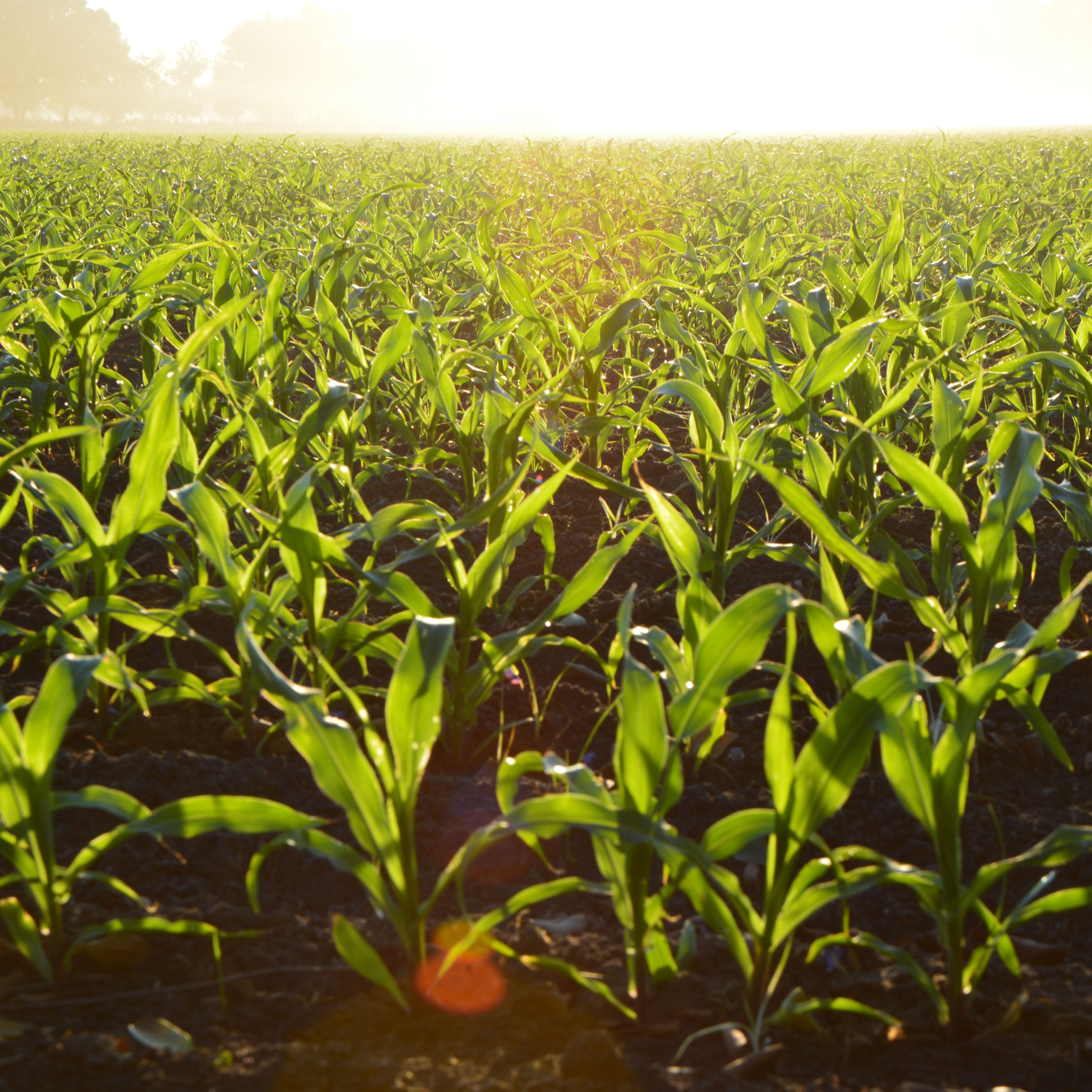 SNA entrega recomendaciones a agricultores por altas temperaturas