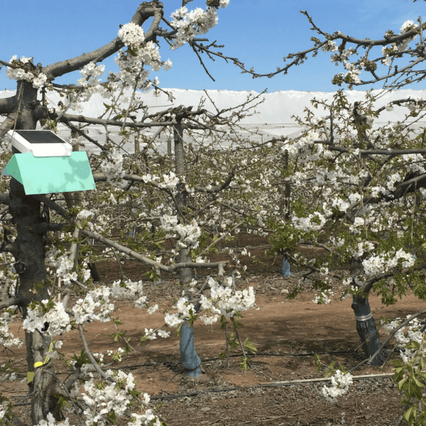 Startup chilena revoluciona el mercado del control de plagas en frutales