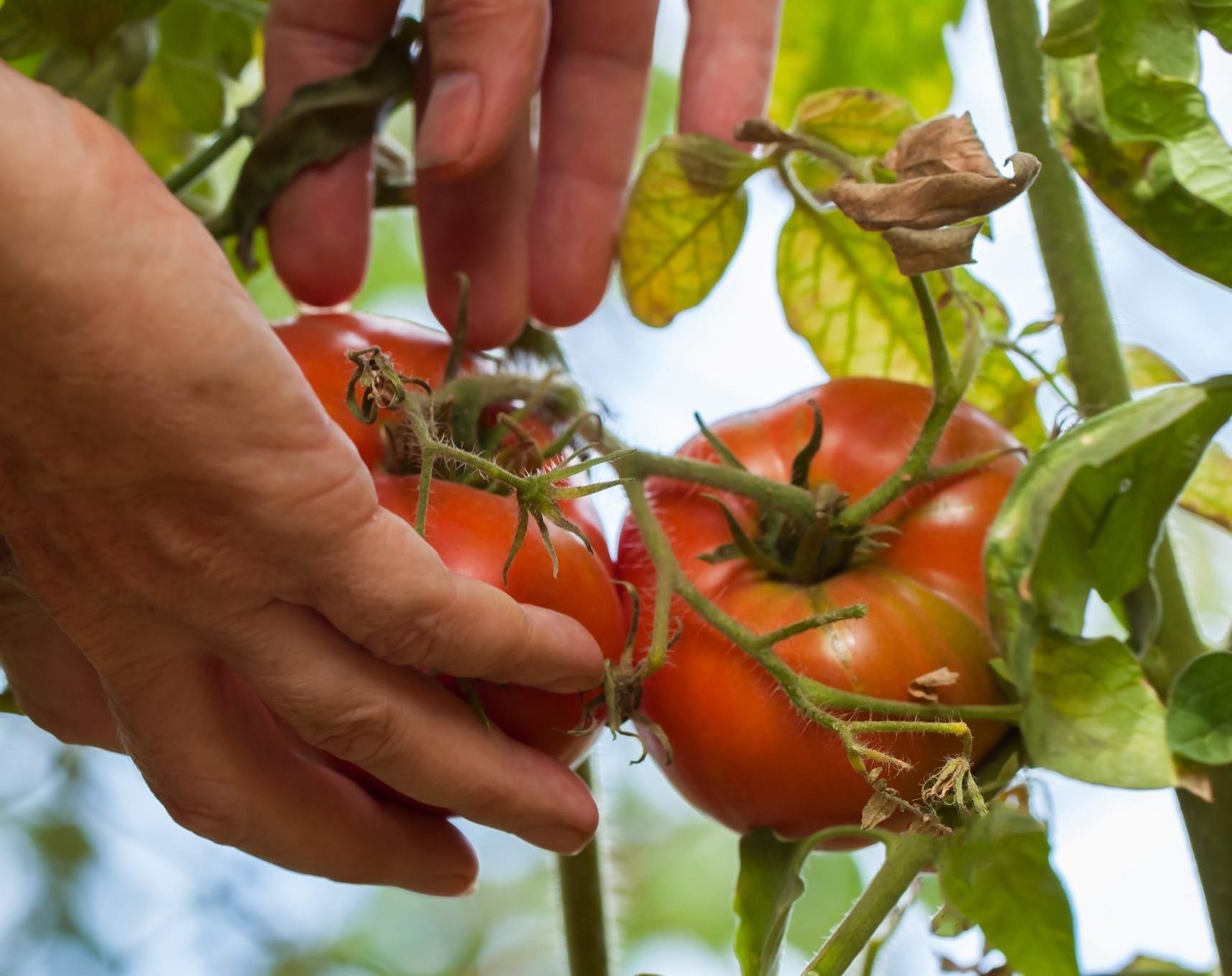 Estudian cómo controlar plagas agrícolas sin pesticidas