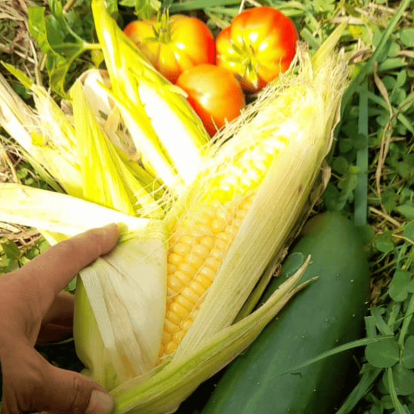 Tres biofertilizantes perfectos para una agricultura sostenible