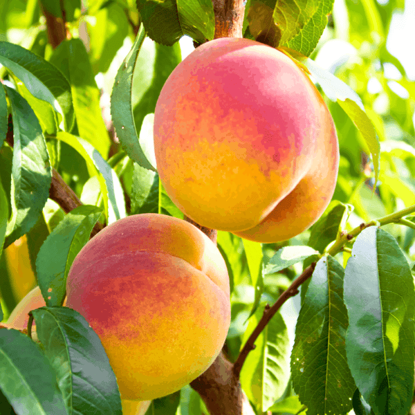 Viveros de Chile define estándares morfológicos universales para la comercialización de plantas frutales